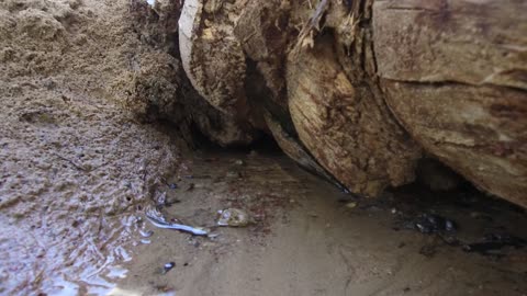 جريان المياه في الينابيع والبحيرات، معالم دينية تاريخية سياحية، الاهتمام في المساحات الخضراء الواسعة في المملكة العربية السعودية، زراعة الاشجار والنباتات الطبيعية الخضراء، تصوير درون لعيون موسى في مدينة نيوم في تبوك .