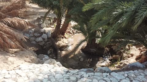 أماكن سياحية بالسعودية ، مدينة المستقبل نيوم، جريان المياه في الينابيع والبحيرات، معالم دينية تاريخية سياحية، الاهتمام في المساحات الخضراء الواسعة في المملكة العربية السعودية، زراعة الاشجار والنباتات الطبيعية الخضراء، تصوير درون لعيون موسى في مدينة نيوم في تبوك .