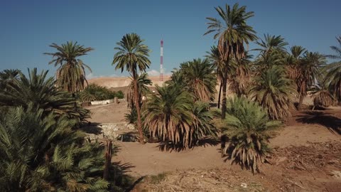 معالم دينية تاريخية سياحية، الاهتمام في المساحات الخضراء الواسعة في المملكة العربية السعودية، زراعة الاشجار والنباتات الطبيعية الخضراء، تصوير درون لعيون موسى في مدينة نيوم في تبوك، المياه المتدفقة في الينابيع والبحيرات .