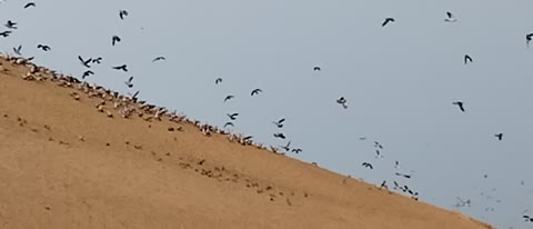 الاهتمام والعناية بالطيور في السعودية، المناظر والاراضي الطبيعية، محميات لرعاية العصافير والحيوانات في المملكة، طيور تقوم بأكل حبوب الشعير في وضح النهار