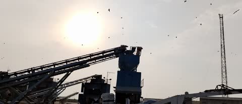 الاهتمام والعناية بالطيور في السعودية، المناظر والاراضي الطبيعية، محميات لرعاية العصافير والحيوانات في المملكة، طيور تقوم بأكل حبوب الشعير في وضح النهار