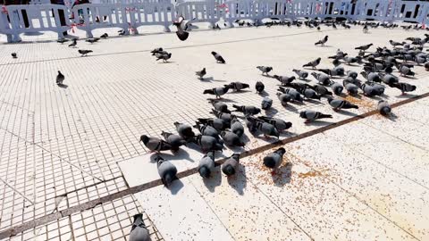 منظر الحمامات والطيور في الفناء الخارجي، طيور الحمام تقوم بأكل الحبوب في مكان بيت السيدة خديجة رضي الله عنها في مكة المكرمة، العبادة والتقرب الى الله، أماكن ومعالم دينية مقدسة بالمملكة العربية السعودية