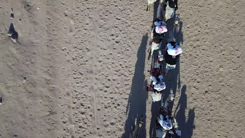 Camel racing is a sport in the Kingdom of Saudi Arabia, a group of camels to the camel racing field in the Kingdom of Saudi Arabia, the launch of the Crown Prince Festival.
