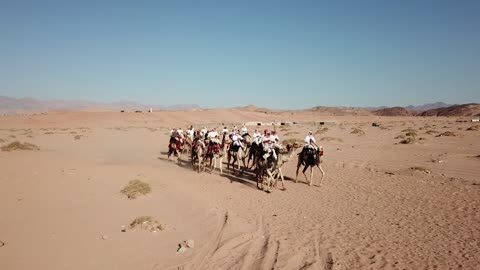 Arab heritage activities in desert areas, camel racing sport in the Kingdom of Saudi Arabia, a group of camels to the camel racing field in the Kingdom of Saudi Arabia, the launch of the Crown Prince Festival.
