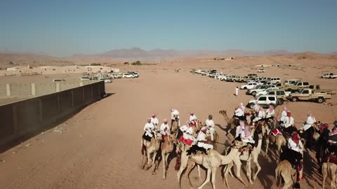 Arab heritage activities in desert areas, camel racing sport in the Kingdom of Saudi Arabia, a group of camels to the camel racing field in the Kingdom of Saudi Arabia, the launch of the Crown Prince Festival.