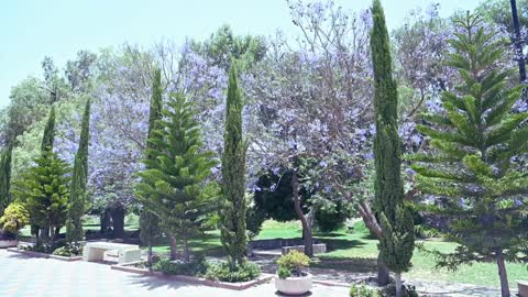 Seasonal purple flowers on the trees in the city of Abha, nature in the streets of the city of Abha, blooming Jacaranda trees, landmarks of the Kingdom of Saudi Arabia.