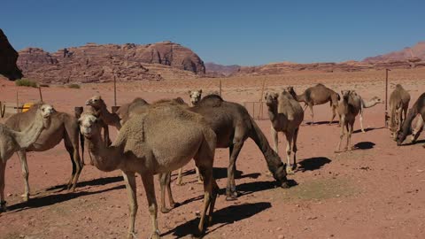 مجموعة من حيوان الجمل العربي الأصيل تسير وسط الصحراء في جبال علقان، تربية الجمل والابل في المحمية الطبيعية في المملكة العربية السعودية ، الرمال الذهبية الناعمة، الاهتمام ورعاية المواشي والثدييات في الصحاري