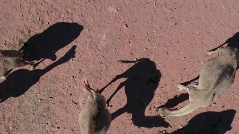 A group of purebred Arabian camels is walking through the desert in the Alaqan Mountains, raising camels and dromedaries in the nature reserve in the Kingdom of Saudi Arabia, the soft golden sands, the care and attention to livestock and mammals in the deserts.