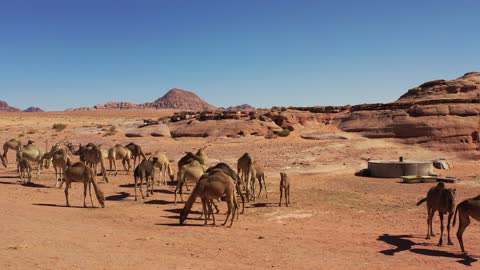 Care of camels and dromedaries in the natural reserve in the Kingdom of Saudi Arabia, a group of purebred Arabian camels walking through the desert in the Alaqan mountains, the soft golden sands, the attention and care for livestock and mammals in the deserts.
