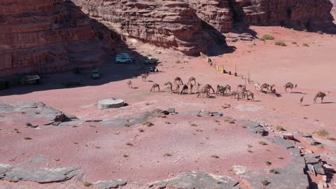 رعاية الجمل والابل في المحمية الطبيعية في المملكة العربية السعودية ، مجموعة من حيوان الجمل العربي الأصيل تسير وسط الصحراء في جبال علقان، الرمال الذهبية الناعمة، الاهتمام ورعاية المواشي والثدييات في الصحاري