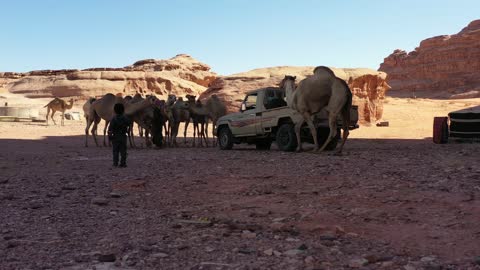 نشاط عربي تراثي في المناطق الصحراوية، الجمل والابل في المحمية الطبيعية في المملكة العربية السعودية ، مجموعة من حيوان الجمل العربي الأصيل تسير وسط الصحراء في جبال علقان، المواشي والثدييات في الصحاري