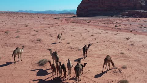 نشاط عربي تراثي في المناطق الصحراوية، الجمل والابل في المحمية الطبيعية في المملكة العربية السعودية ، مجموعة من حيوان الجمل العربي الأصيل تسير وسط الصحراء في جبال علقان، المواشي والثدييات في الصحاري