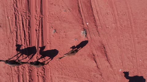 ظل واضح وطويل يشير إلى موقع الشمس، الجمل والابل في المحمية الطبيعية في المملكة العربية السعودية ، مجموعة من حيوان الجمل العربي الأصيل تسير وسط الصحراء في جبال علقان، المواشي والثدييات في الصحاري