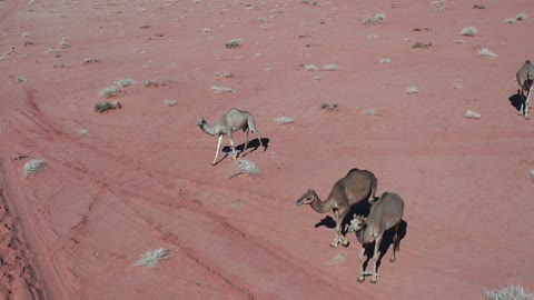 ظل واضح وطويل يشير إلى موقع الشمس، الجمل والابل في المحمية الطبيعية في المملكة العربية السعودية ، مجموعة من حيوان الجمل العربي الأصيل تسير وسط الصحراء في جبال علقان، المواشي والثدييات في الصحاري