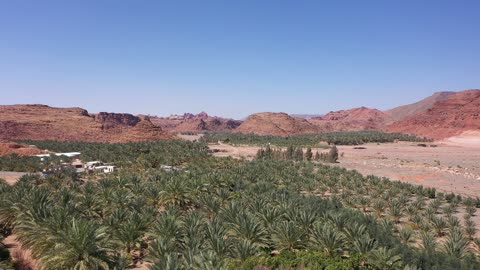 مساحة خضراء شاسعة تضم مسارات للمشي بين أشجار النخيل والحمضيات، من المزرعة إلى المائدة، مزارع العلا في المملكة العربية السعودية،  أكبر المزارع التي توفر خيارات للإقامة الريفية