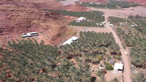 مساحة خضراء شاسعة تضم مسارات للمشي بين أشجار النخيل والحمضيات، من المزرعة إلى المائدة، مزارع العلا في المملكة العربية السعودية،  أكبر المزارع التي توفر خيارات للإقامة الريفية