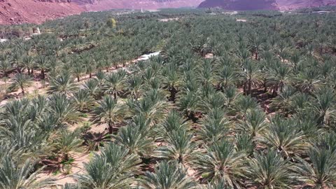 مسارات للمشي بين أشجار النخيل والحمضيات،