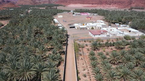 مسارات للمشي بين أشجار النخيل والحمضيات،