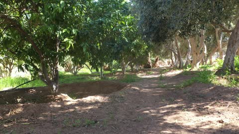 الاهتمام بزراعة الاشجار الخضراء، مسار للمشي بين أشجار النخيل والحمضيات، من المزرعة إلى المائدة، تصوير درون لمزارع العلا في المملكة العربية السعودية،  أكبر المزارع التي توفر خيارات للإقامة الريفية