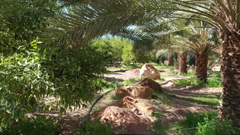 مزارع قديمة وأزقة تراثية، مسار للمشي بين أشجار النخيل والحمضيات، من المزرعة إلى المائدة، تصوير درون لمزارع العلا في المملكة العربية السعودية،  أكبر المزارع التي توفر خيارات للإقامة الريفية