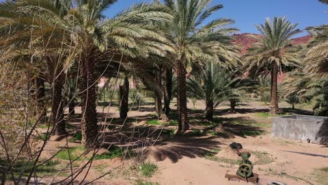 مزارع قديمة وأزقة تراثية، مسار للمشي بين أشجار النخيل والحمضيات، من المزرعة إلى المائدة، تصوير درون لمزارع العلا في المملكة العربية السعودية،  أكبر المزارع التي توفر خيارات للإقامة الريفية