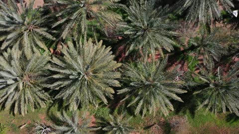 In the middle of the desert, a green space, a walking path among palm and citrus trees, from farm to table, drone footage of Al-Ula farms in the Kingdom of Saudi Arabia, the largest farms that offer options for rural accommodation.