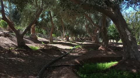 أكبر المزارع التي توفر خيارات للإقامة الريفية، تشتهر بـ 29 نوعاً من الحمضيات، مسار للمشي بين أشجار النخيل والحمضيات، من المزرعة إلى المائدة، تصوير درون لمزارع العلا في المملكة العربية السعودية