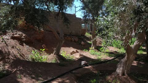 أكبر المزارع التي توفر خيارات للإقامة الريفية، تشتهر بـ 29 نوعاً من الحمضيات، مسار للمشي بين أشجار النخيل والحمضيات، من المزرعة إلى المائدة، تصوير درون لمزارع العلا في المملكة العربية السعودية