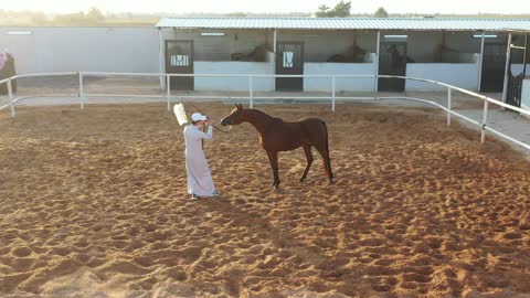 The interest in caring for horses in the farms of the Kingdom of Saudi Arabia, a photograph of a purebred brown Arabian horse, breeding and training horses in natural reserves, the soft golden sands in the desert areas.