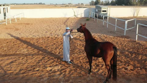 The interest in caring for horses in the farms of the Kingdom of Saudi Arabia, a photograph of a purebred brown Arabian horse, breeding and training horses in natural reserves, the soft golden sands in the desert areas.