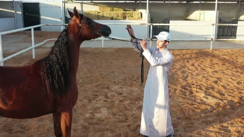 تربية الخيل وترويضها في محميات طبيعية,  رعاية الأحصنة في مزارع المملكة العربية السعودية, تصوير  لحصان عربي أصيل بني اللون , الرمال الذهبية الناعمة في المناطق الصحراوية