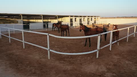 Practicing the hobby inherited from ancestors, training and taming the purebred Arabian horse, caring for horses in the farms of the Kingdom of Saudi Arabia, the soft golden sands in the desert areas.