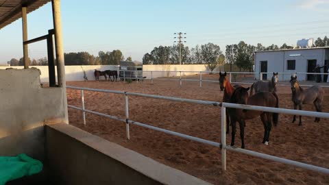 Practicing the hobby inherited from ancestors, training and taming the purebred Arabian horse, caring for horses in the farms of the Kingdom of Saudi Arabia, the soft golden sands in the desert areas.