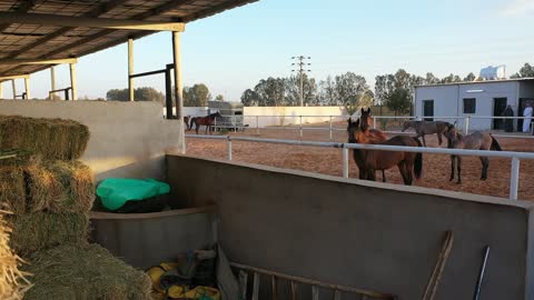Following the traditions of the ancestors in caring for and raising horses, taming and training the purebred Arabian horse, caring for horses in the farms of the Kingdom of Saudi Arabia, the soft golden sands in the desert areas.