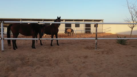 Following the traditions of the ancestors in caring for and raising horses, taming and training the purebred Arabian horse, caring for horses in the farms of the Kingdom of Saudi Arabia, the soft golden sands in the desert areas.