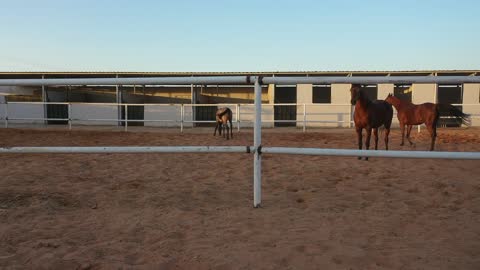 Training and taming horses in the horse stable, following the traditions of the ancestors in caring for and raising horses, caring for horses in the farms of the Kingdom of Saudi Arabia, the soft golden sands in the desert areas.