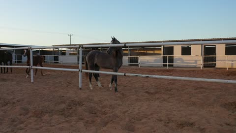 Training and taming horses in the horse stable, following the traditions of the ancestors in caring for and raising horses, caring for horses in the farms of the Kingdom of Saudi Arabia, the soft golden sands in the desert areas.