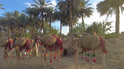 The Mamalik event in the province of Tayma, the royal history of the ancient city of Tayma, the festival of ancient kingdoms, a presentation of the camel, preserving the historical heritage.