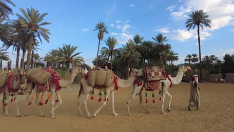 The Mamalik event in the province of Tayma, the royal history of the ancient city of Tayma, the festival of ancient kingdoms, a presentation of the camel, preserving the historical heritage.