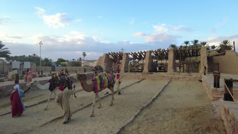 The Mamalik event in the province of Tayma, the royal history of the ancient city of Tayma, the festival of ancient kingdoms, a presentation of the camel, preserving the historical heritage.