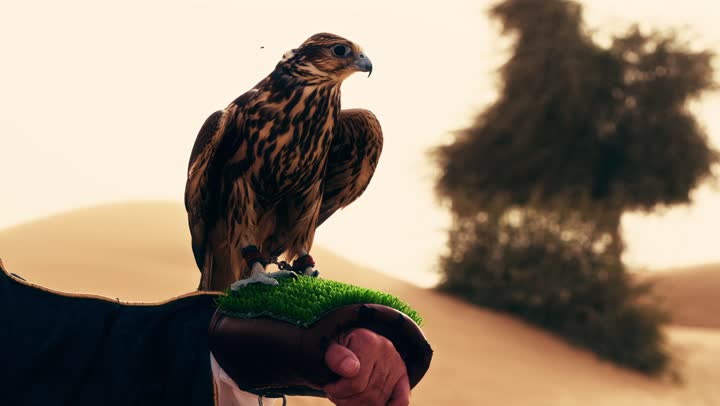 تدريب الصقر الجارح، رجل عربي خليجي إماراتي مسن يرتدي الكندورة البيضاء والبشت الأسود والشماغ مع العقال يقف فى الصحراء يحمل على يدية صقر، ايماءات السعادة و السرور, تربية الطيور والاهتمام بتدريبها وتحسين سلوكها,  مكانة الصقور في التاريخ الاماراتي