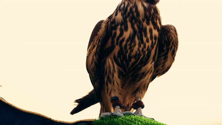 تصوير مقرب ليد رجل عربي خليجي إماراتى يقف فى الصحراء يحمل على يدية صقر, رمز القوة والتحدي وحدة البصر، مكانة الصقور في التاريخ الاماراتي، تدريب الصقر الجارح