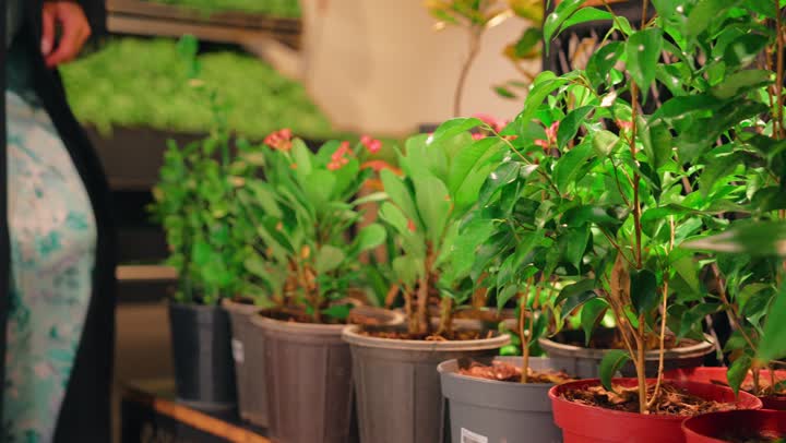 Buying green seedlings for home decoration, a healthy lifestyle and love for nature, an Arab Gulf Emirati woman wearing an abaya and hijab is choosing ornamental plants inside the supermarket accompanied by her daughter and husband, the concept of caring for plants and concern for the green environment, shopping and buying home supplies.