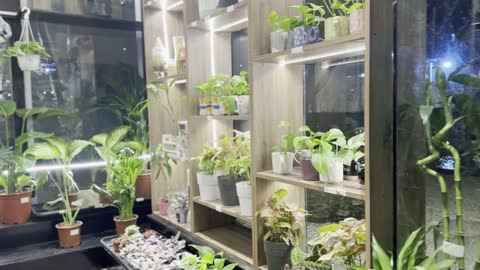 مجموعة متنوعة من النباتات الداخلية والخارجية، معالم سياحية مشهورة، الواجهة البحرية السياحية في المملكة العربية السعودية بمدينة الجبيل الصناعية ، كورنيش الجبيل، مقهى ومكان فيه أضواء مبتكرة