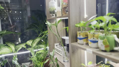 مجموعة متنوعة من النباتات الداخلية والخارجية، معالم سياحية مشهورة، الواجهة البحرية السياحية في المملكة العربية السعودية بمدينة الجبيل الصناعية ، كورنيش الجبيل، مقهى ومكان فيه أضواء مبتكرة