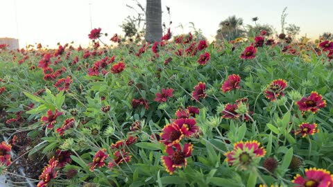 الزهور والنباتات الخضراء فى الواجهة البحرية بمدينة الدمام، المنطقة الشرقية، المملكة العربية السعودية، مطاعم ومقاهى مطلة على البحر،  ممشى ساحلي وجلسات خارجية،  أنشطة ترفيهية ورياضية متنوعة ، معلم سياحي وترفيهي مفتوح على الخليج العربي،أجواء عائلية هادئة ومميزة.