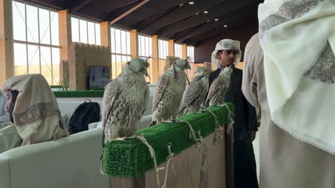 عروض ومنافسات للصقور،  فعالية تراثية وطنية تعكس ثقافة الصقارة السعودية، مهرجان الملك عبدالعزيز للصقور – الرياض، المملكة العربية السعودية يوم 4 من يناير 2026 ، مشاركة واسعة من الصقارين، أجواء تراثية تجمع الأصالة والهوية، أحد أبرز المهرجانات الثقافية في المملكة