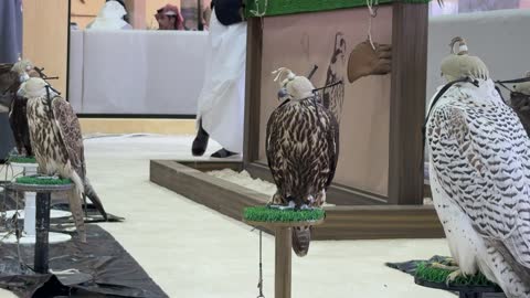 عروض ومنافسات للصقور،  فعالية تراثية وطنية تعكس ثقافة الصقارة السعودية، مهرجان الملك عبدالعزيز للصقور – الرياض، المملكة العربية السعودية يوم 4 من يناير 2026 ، مشاركة واسعة من الصقارين، أجواء تراثية تجمع الأصالة والهوية، أحد أبرز المهرجانات الثقافية في المملكة