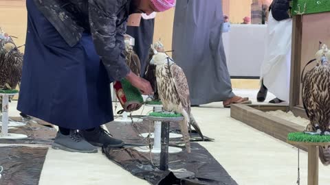Falcon shows and competitions, a national heritage event that reflects the culture of Saudi falconry, King Abdulaziz Falcon Festival – Riyadh, Kingdom of Saudi Arabia on January 4, 2026, with wide participation from falconers, a heritage atmosphere that combines authenticity and identity, one of the most prominent cultural festivals in the Kingdom.
