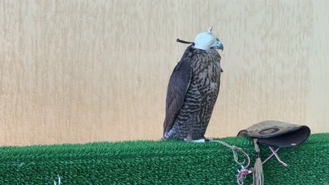 عروض ومنافسات للصقور،  فعالية تراثية وطنية تعكس ثقافة الصقارة السعودية، مهرجان الملك عبدالعزيز للصقور – الرياض، المملكة العربية السعودية يوم 4 من يناير 2026 ، مشاركة واسعة من الصقارين، أجواء تراثية تجمع الأصالة والهوية، أحد أبرز المهرجانات الثقافية في المملكة